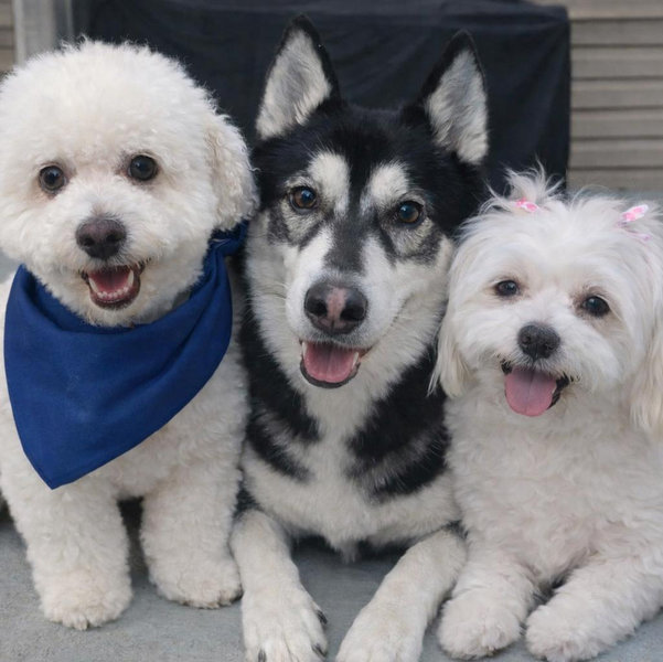 Year's Supply Of Pet Treats