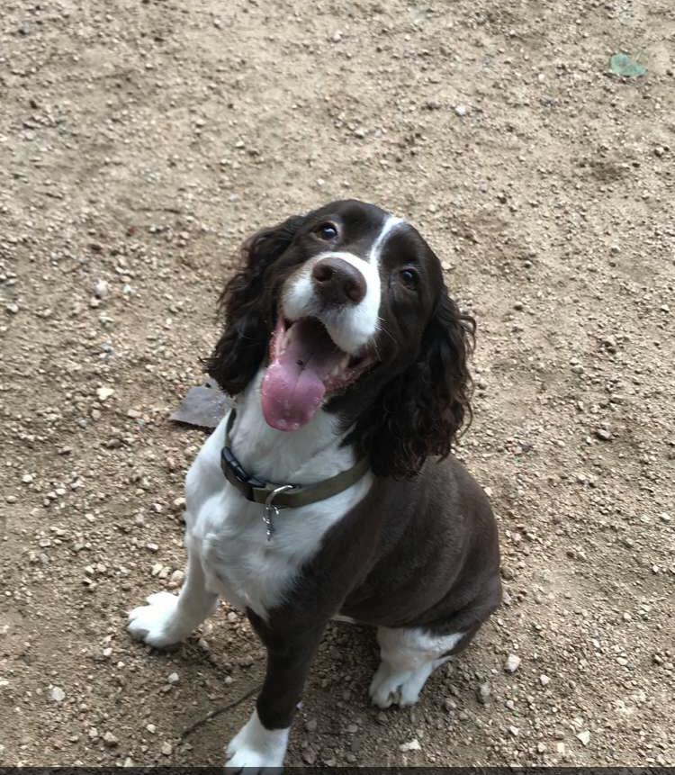 Ellie looking beautiful at the Redbud Isle dog park in Austin '19