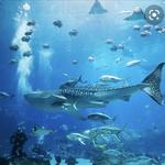 Georgia Aquarium