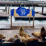 PIER 39