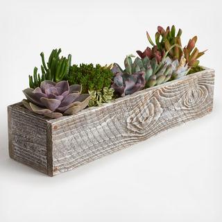 Rectangular Wood Planter with Succulents