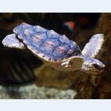 Newport Aquarium
