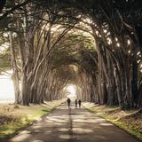 Cypress Tree Tunnel
