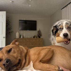 Our Pet Toy Fund