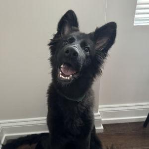 Year's Supply Of Pet Treats