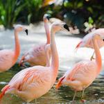 Sunken Gardens