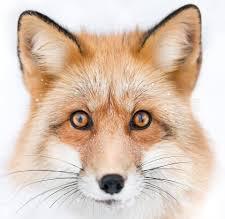 Our New Fox