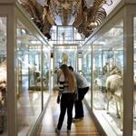 Harvard Museum of Natural History