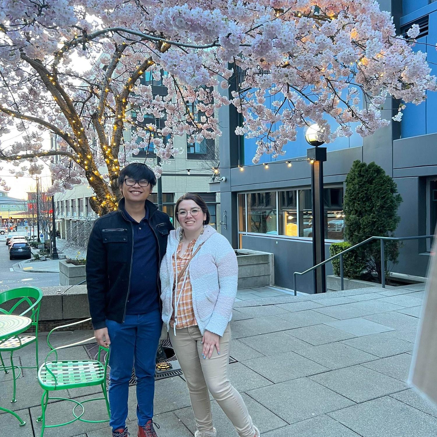 Cherry Blossoms Blooming