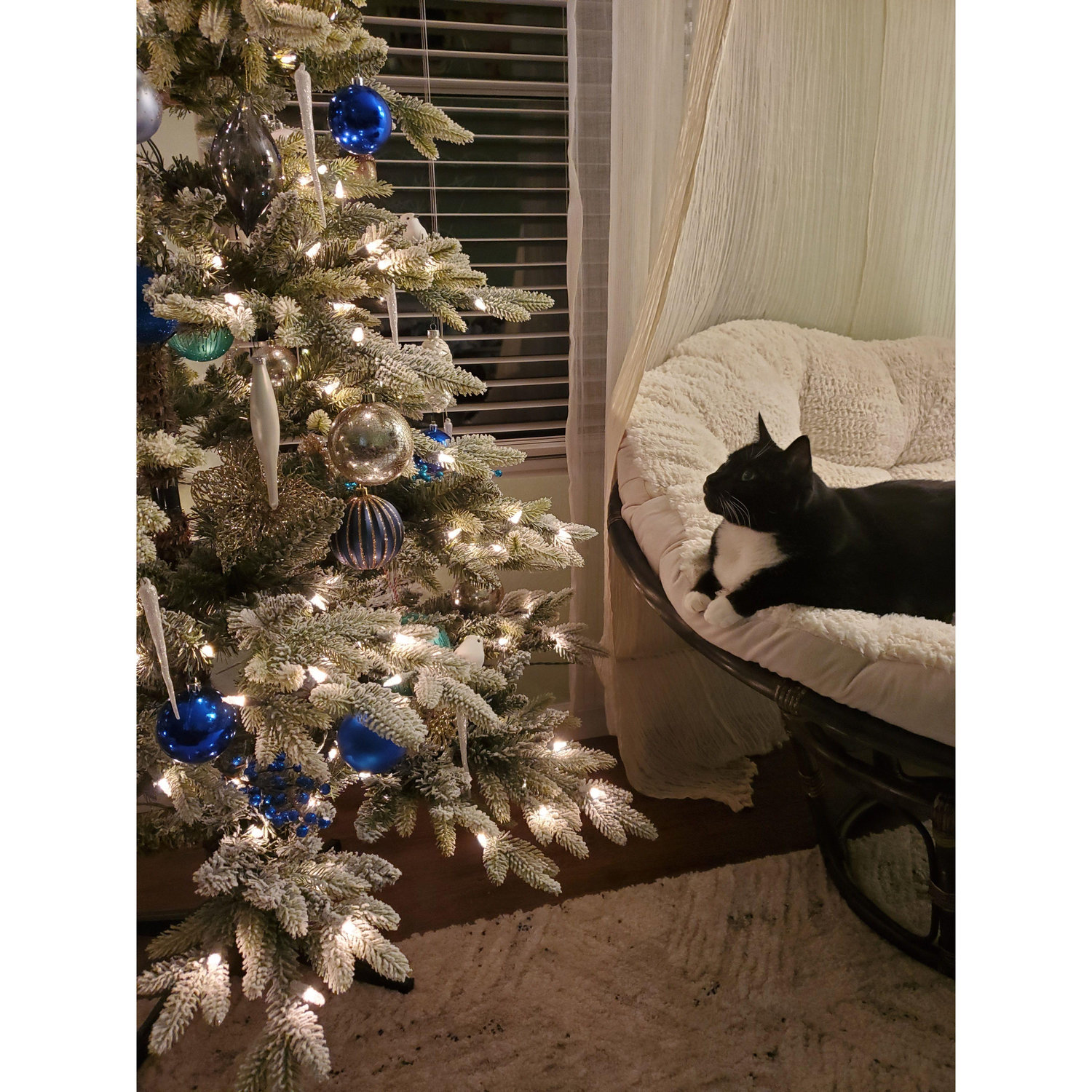 Our girl Wednesday admiring the Christmas tree. Our very first Christmas in our new home, 2021