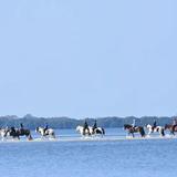 Cponies Beach Horseback Rides