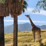The Living Desert Zoo and Gardens