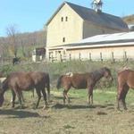 Rosemary Farm Sanctuary