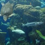 South Carolina Aquarium