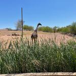 Phoenix Zoo
