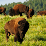 Custer State Park