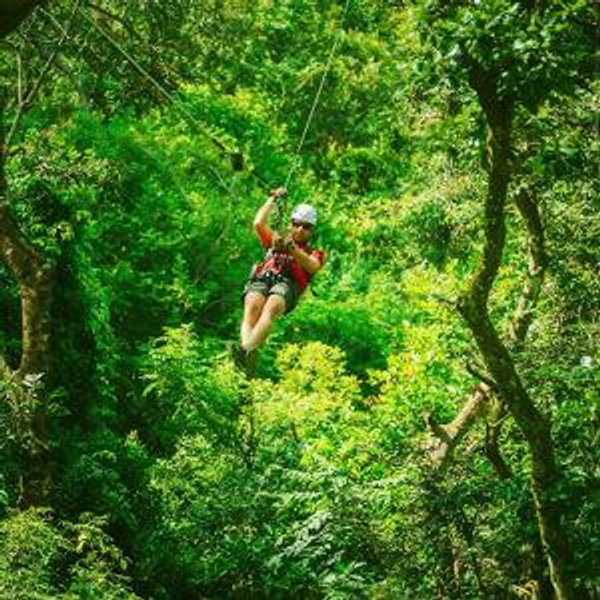 Treetop Zipline