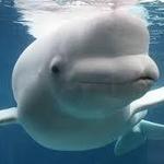 Mystic Aquarium