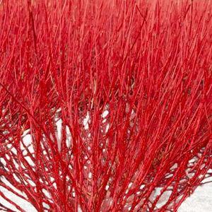 Red Twig Dogwood