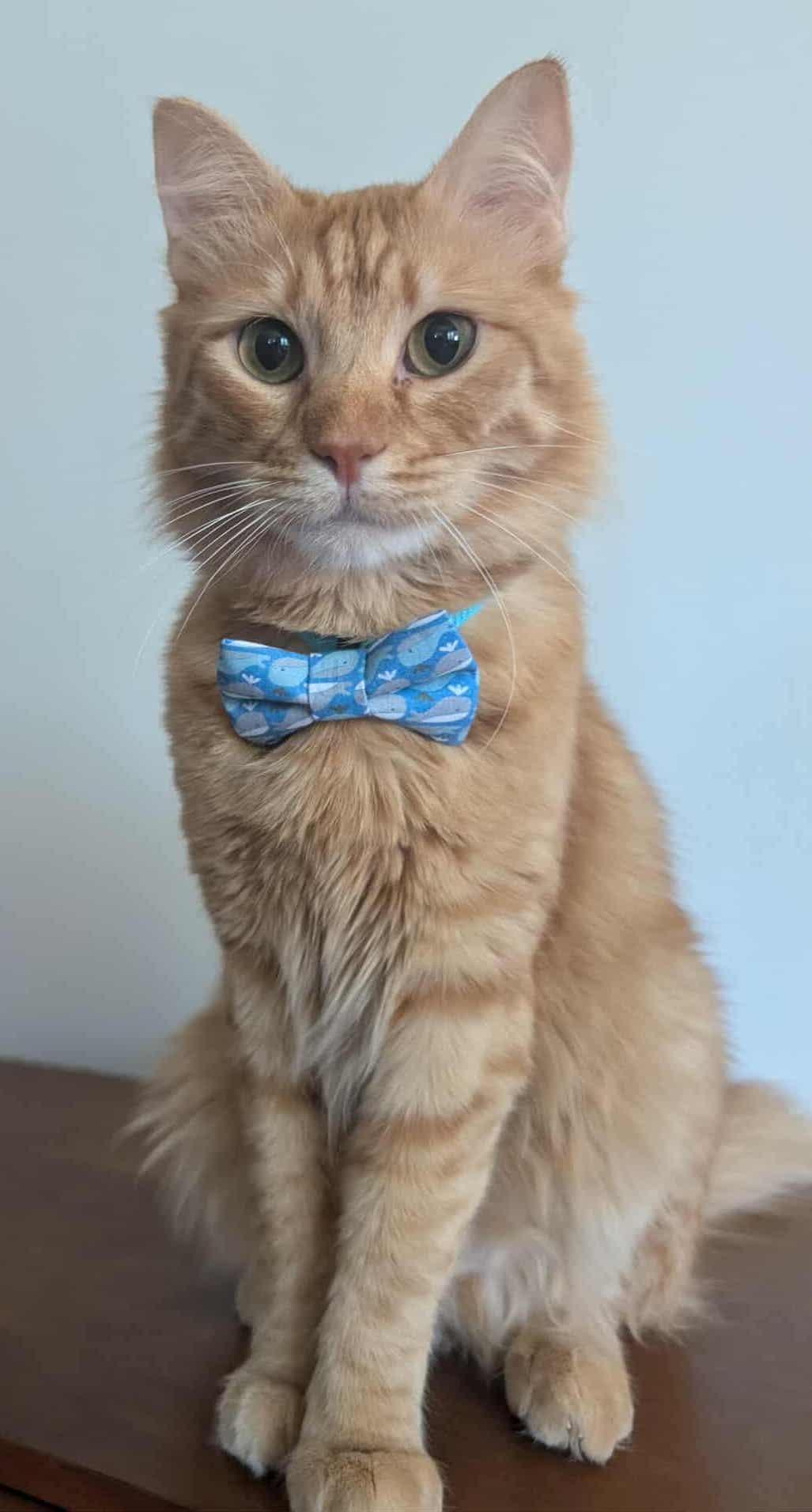 The Wedding Website of Melody Wolgamott and Joshua Allen