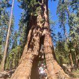 Mariposa Grove of Giant Sequoias