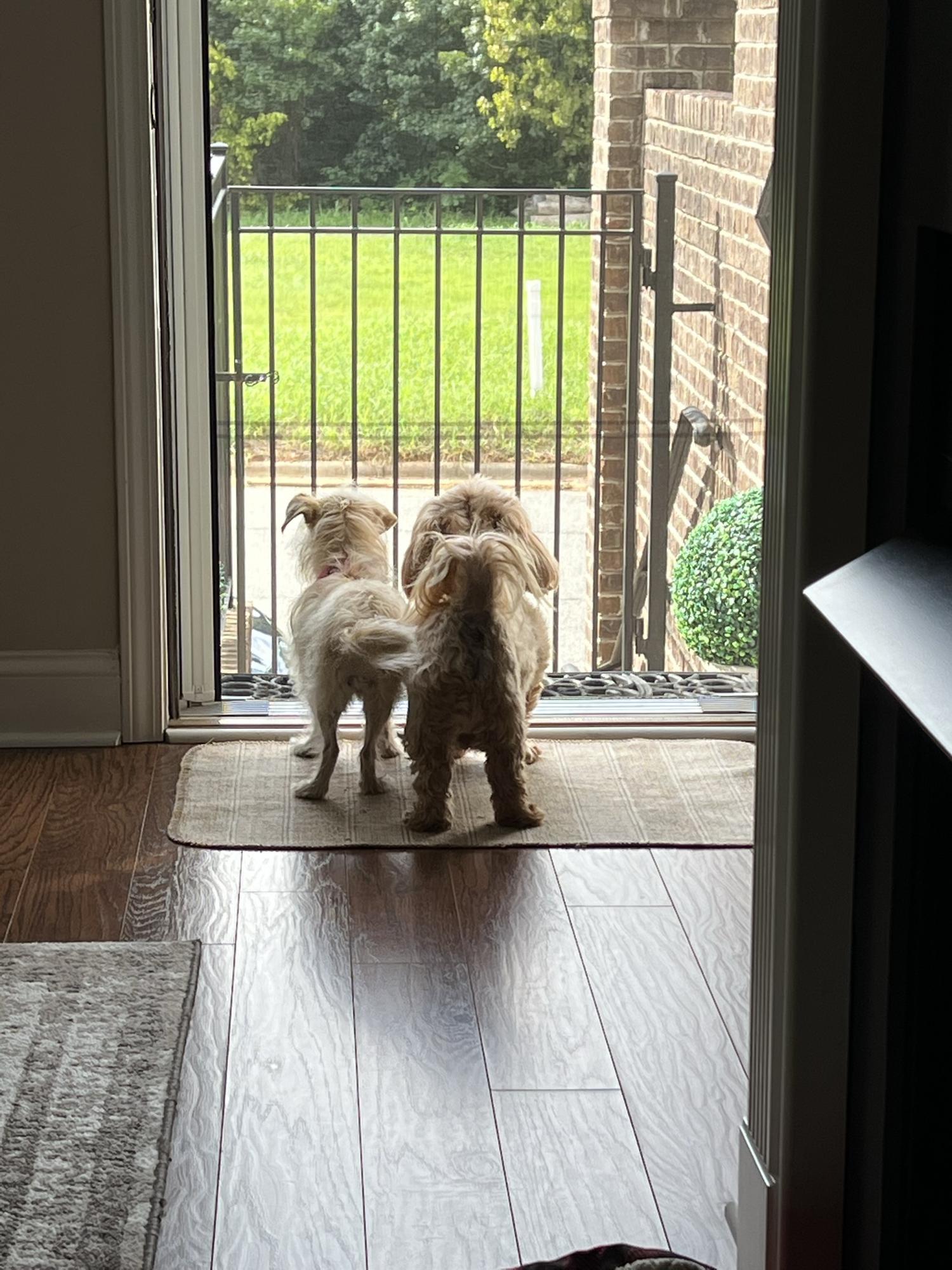 Harvey & Trixie keeping watch on Beacon Street