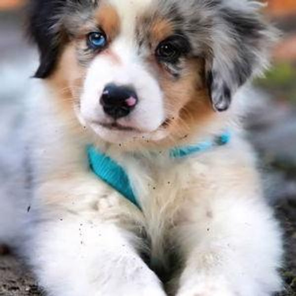 Our new puppy!
