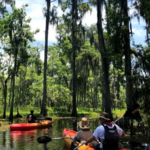 Take a Swamp Tour!