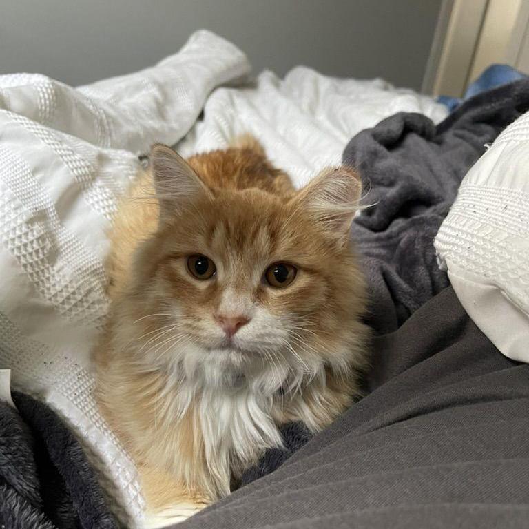 Our second baby!! Shaggy boy