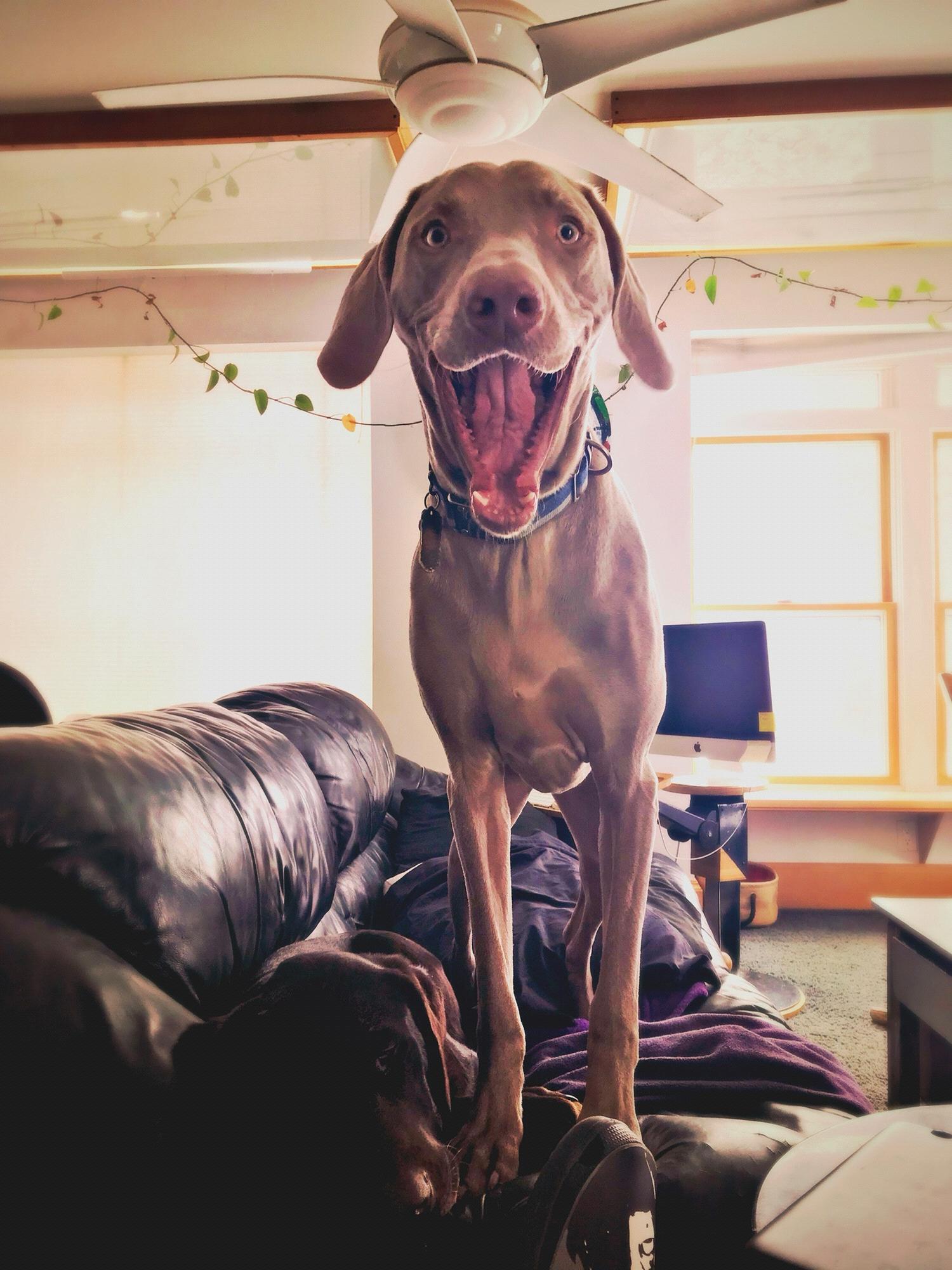 Our fur baby, Waldo