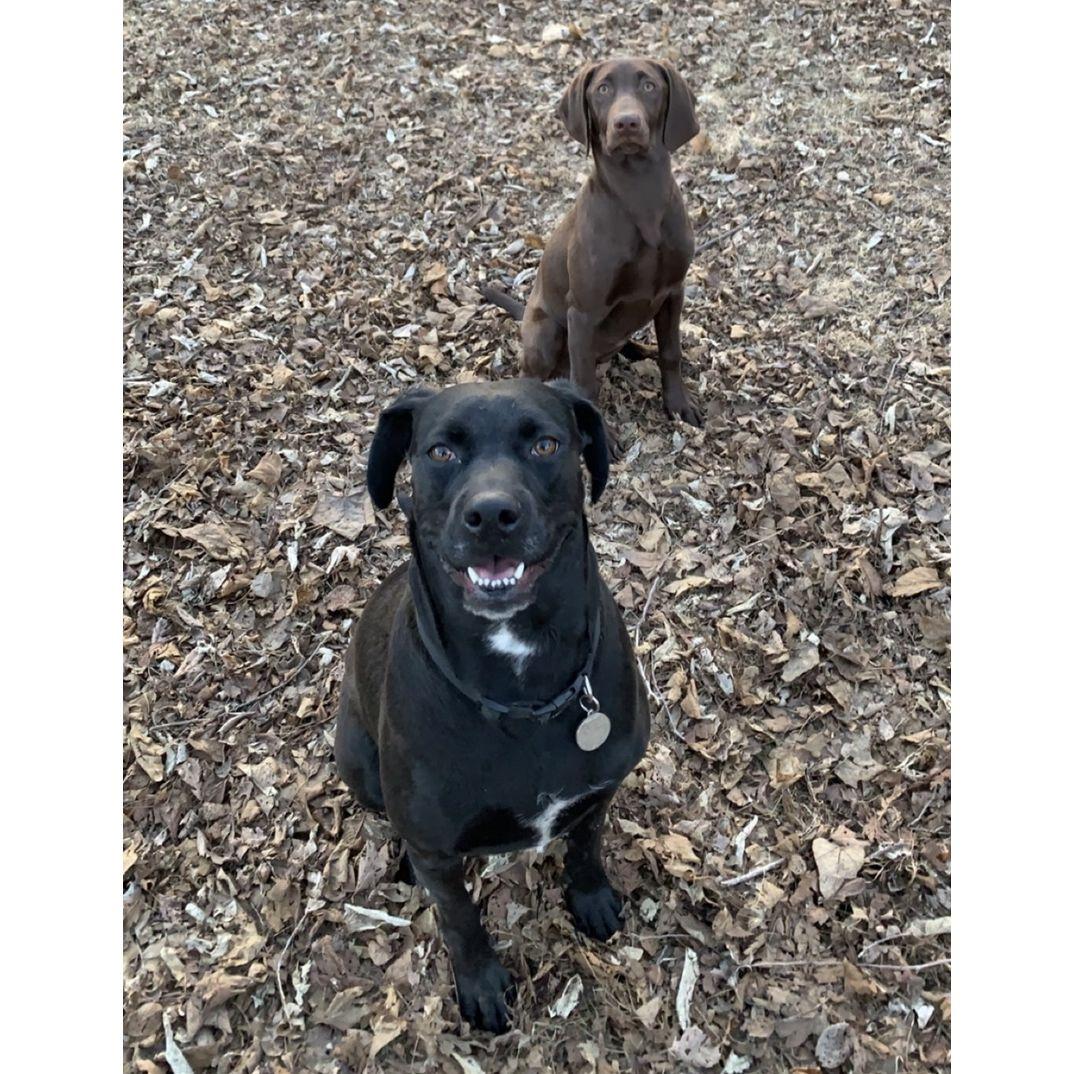 Our doggos