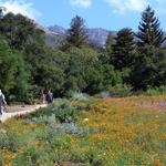 Santa Barbara Botanical Garden