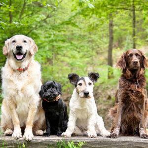 Donate to Pet Resource Clinic of Kansas City