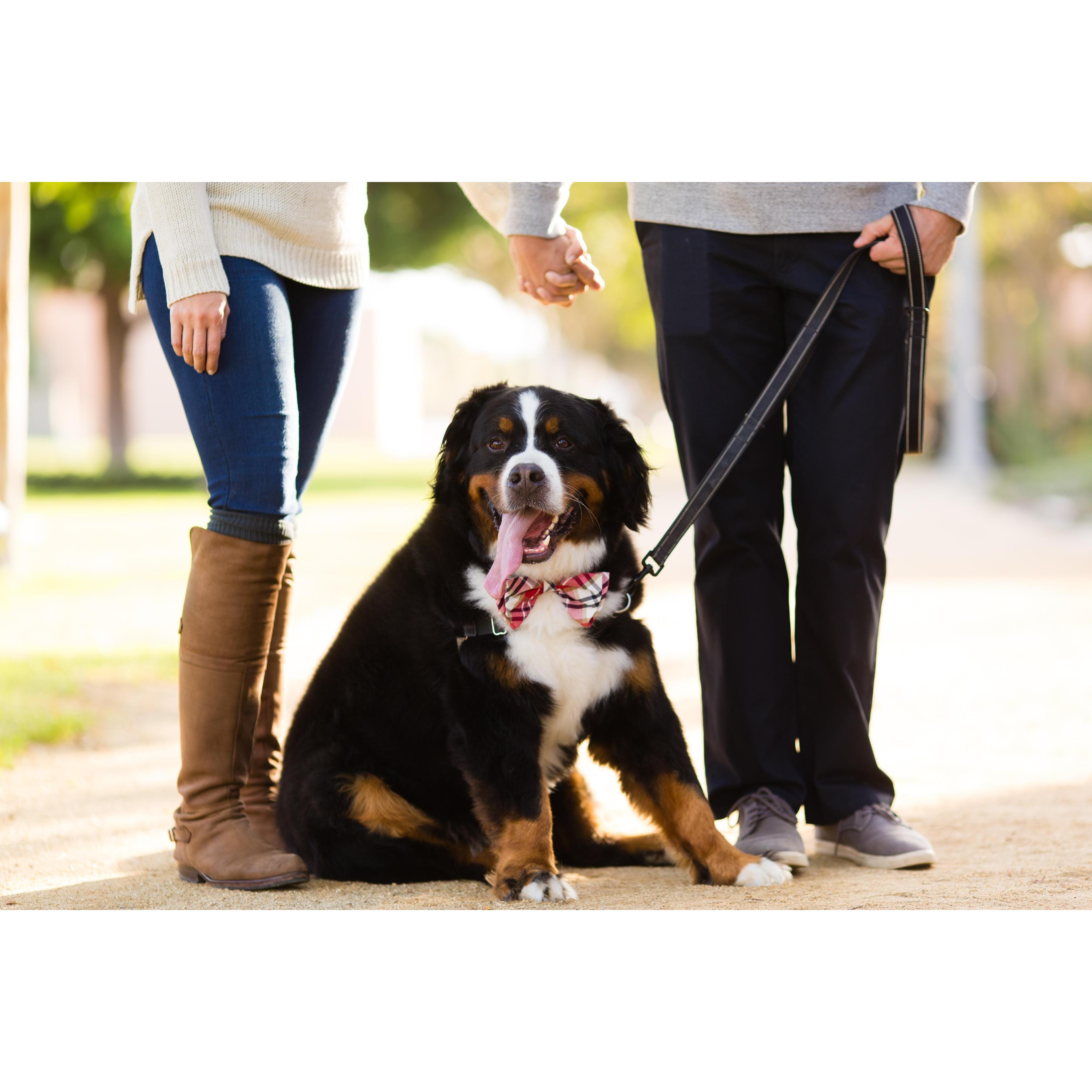 Burton Seccombe - Best Pup