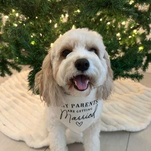 Boarding Millie during our honeymoon