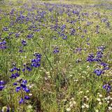 Trione-Annadel State Park
