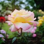 Fuller Gardens