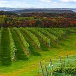 Leland Wineries
