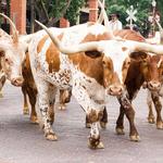 Fort Worth Stockyards Station