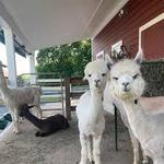 Bluebird Farm Alpacas