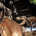 Mountain America Museum of Ancient Life at Thanksgiving Point