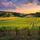 Definitive Guide to North Georgia Wineries