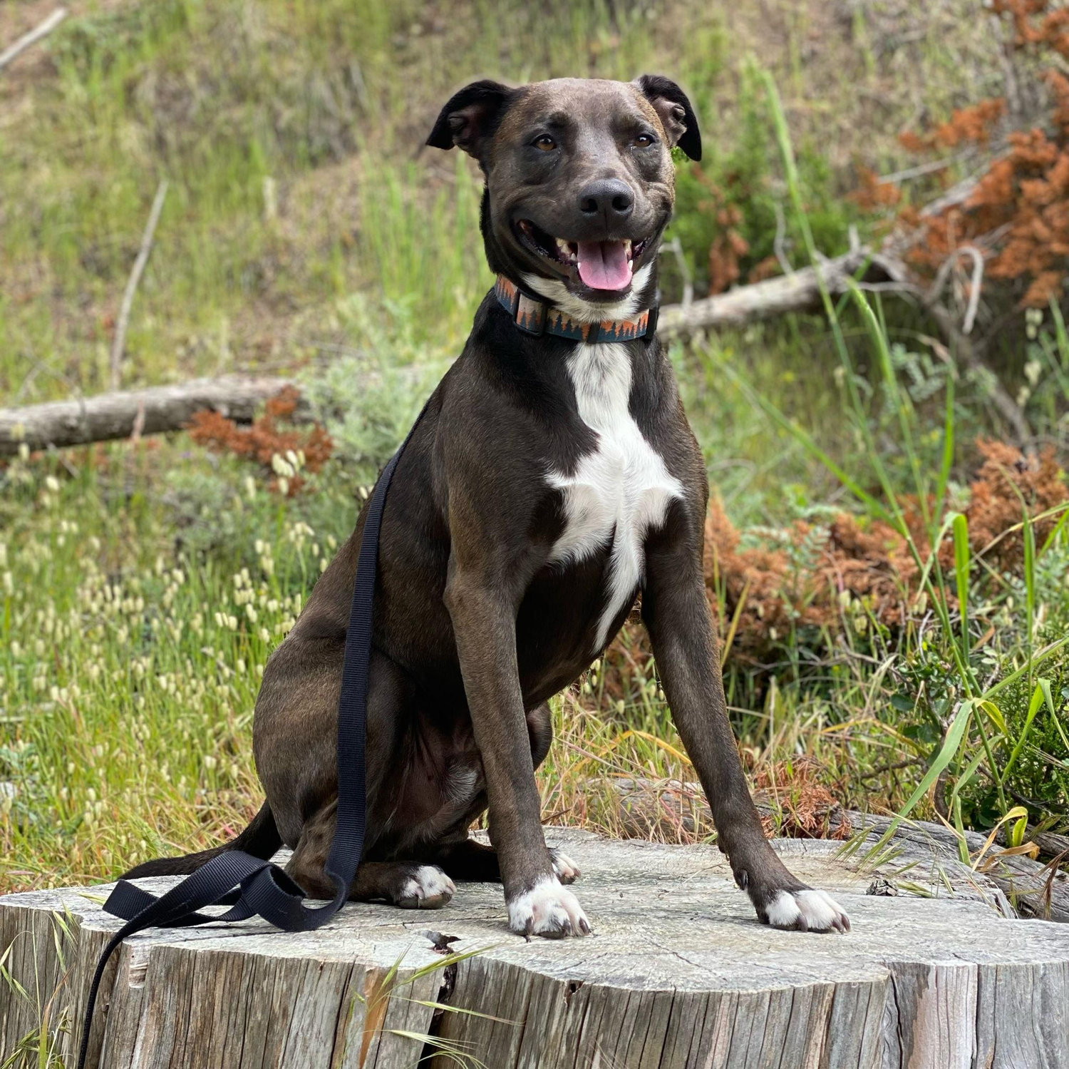 #1 Handsome boy Kadoo