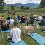 Bowen Family Farm - GOAT YOGA!