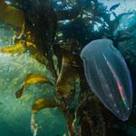 Monterey Expeditions