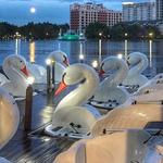Swan Boats on Lake Eola