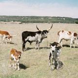 Contigo Ranch