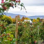 Rogers Orchards - Shuttle Meadow Farm Store
