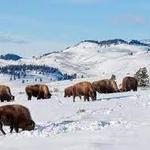 Yellowstone National Park