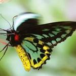 Butterfly World